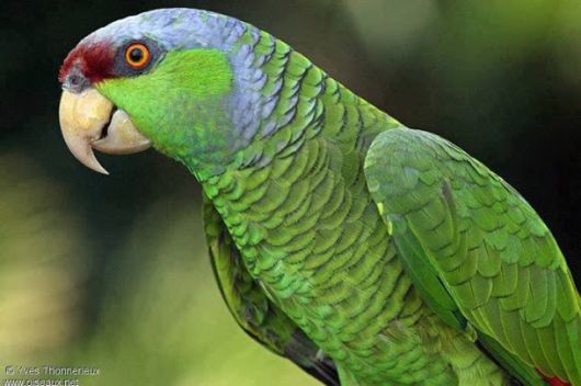  Cute Colorful Parrots Around the World