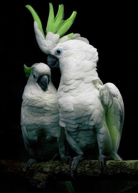  Cute Colorful Parrots Around the World