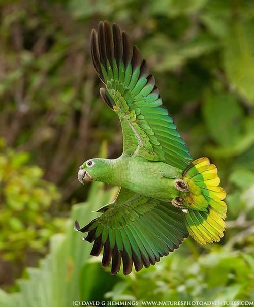  Cute Colorful Parrots Around the World
