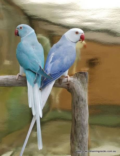  Cute Colorful Parrots Around the World