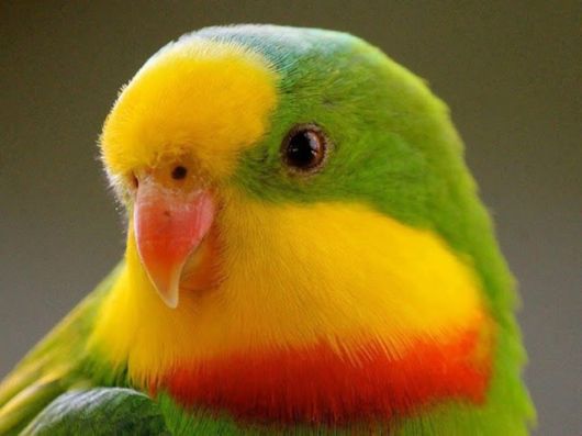  Cute Colorful Parrots Around the World