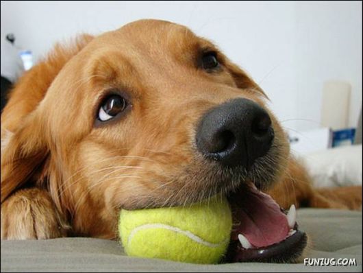 Dogs Are Ball Lovers