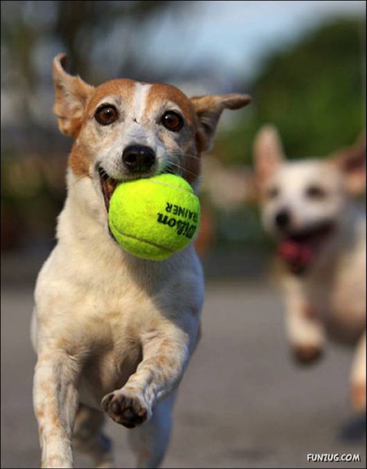 Dogs Are Ball Lovers