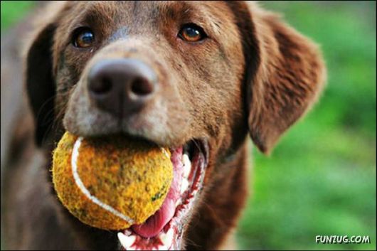 Dogs Are Ball Lovers