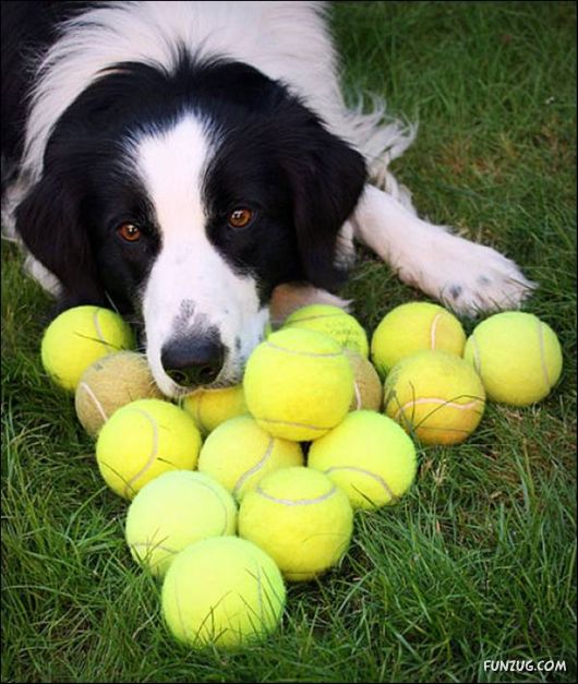 Dogs Are Ball Lovers