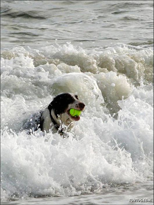 Dogs Are Ball Lovers