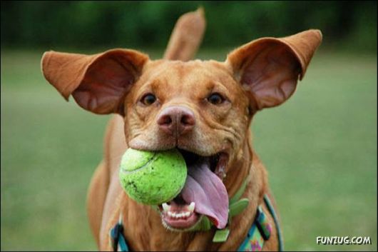Dogs Are Ball Lovers