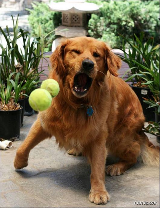 Dogs Are Ball Lovers