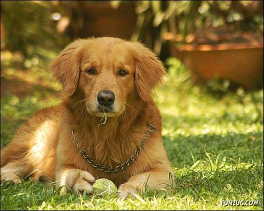 Dogs Are Ball Lovers