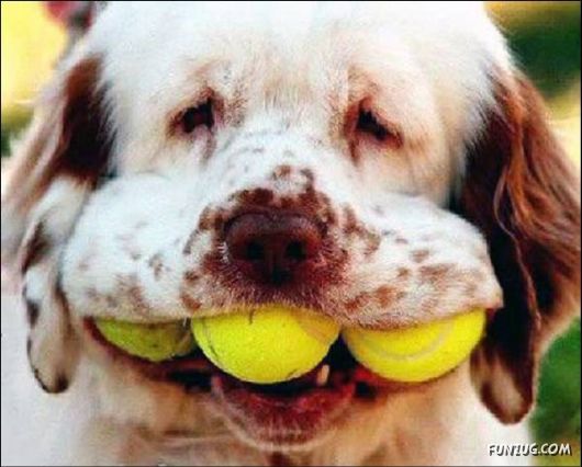 Dogs Are Ball Lovers