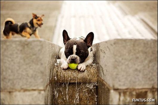 Dogs Are Ball Lovers