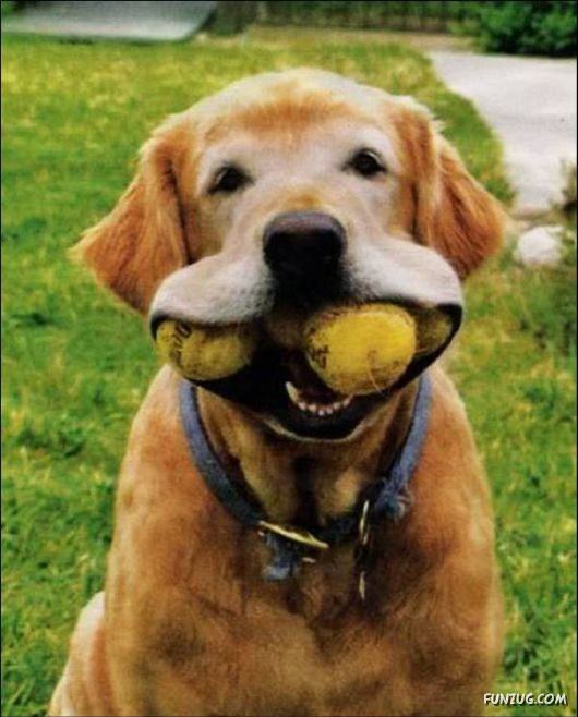 Dogs Are Ball Lovers