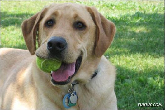 Dogs Are Ball Lovers