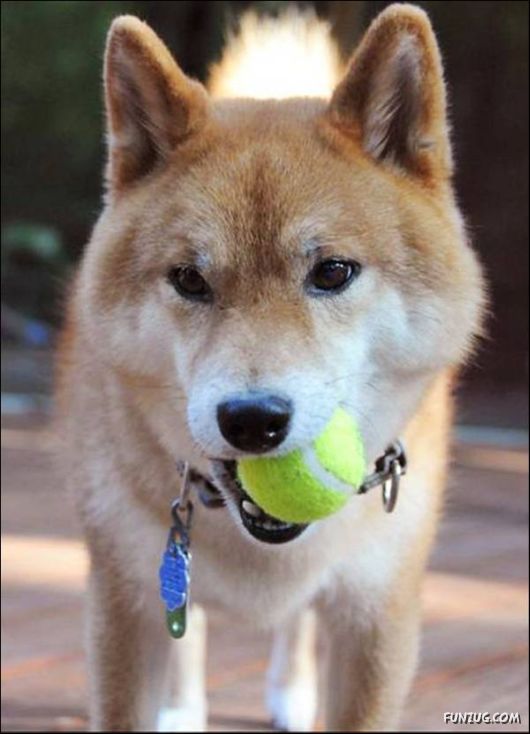 Dogs Are Ball Lovers