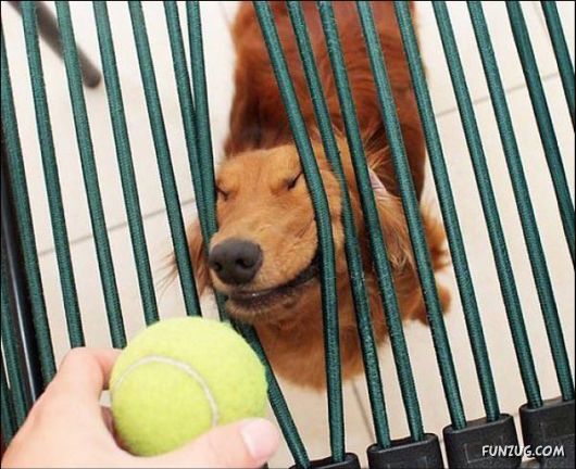 Dogs Are Ball Lovers