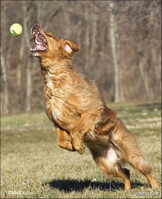 Dogs Are Ball Lovers