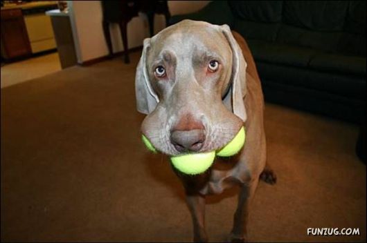 Dogs Are Ball Lovers