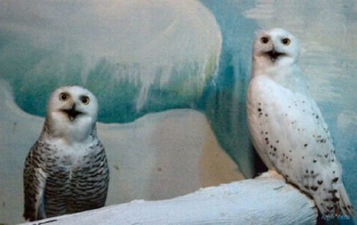 Funny Owls Fun Pictures