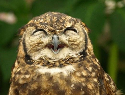 Funny Owls Fun Pictures
