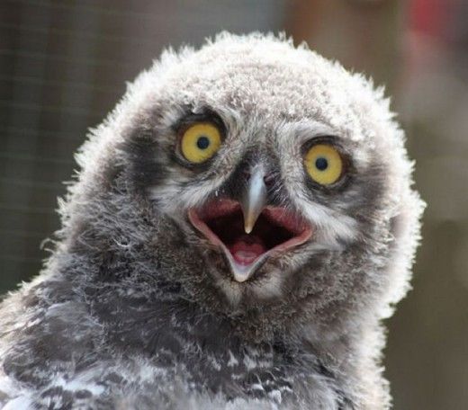 Funny Owls Fun Pictures
