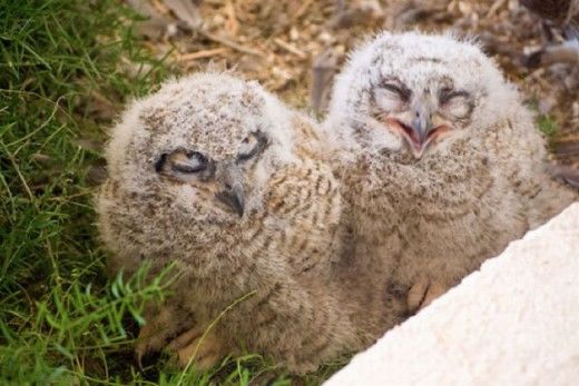 Funny Owls Fun Pictures