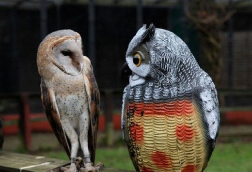 Funny Owls Fun Pictures