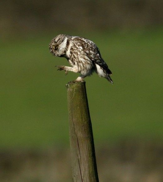 Funny Owls Fun Pictures