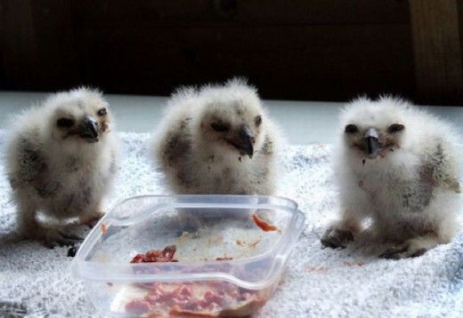 Funny Owls Fun Pictures