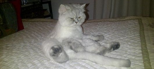 Hilarious Human Like Cats