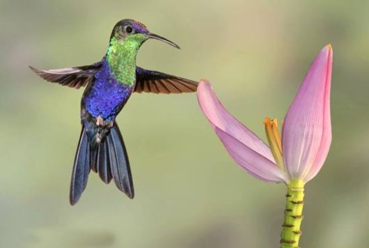 Wonderful Hummingbirds In Action