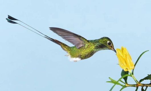 Wonderful Hummingbirds In Action