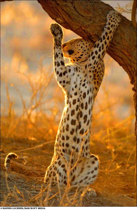 Amazing Colors Of Kalahari