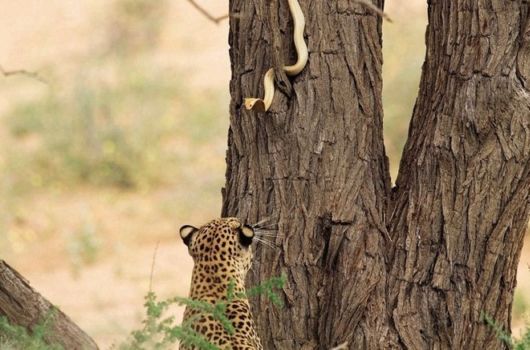 Amazing Colors Of Kalahari