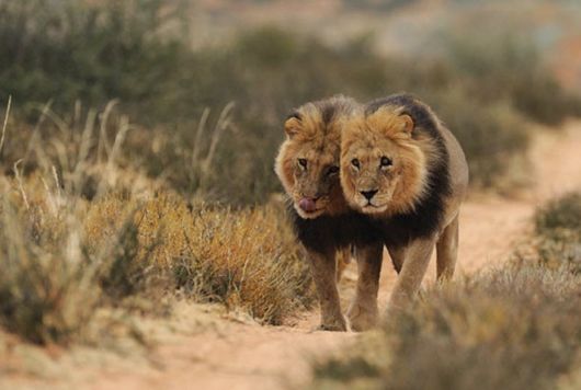 Amazing Colors Of Kalahari