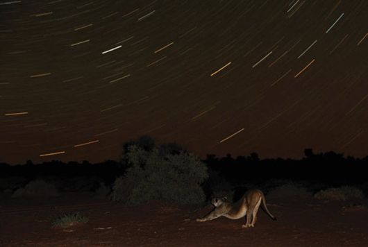 Amazing Colors Of Kalahari