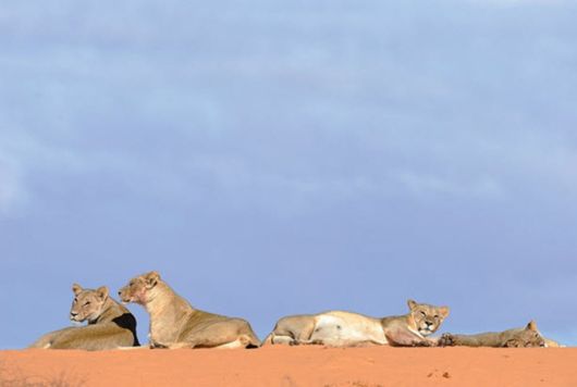 Amazing Colors Of Kalahari