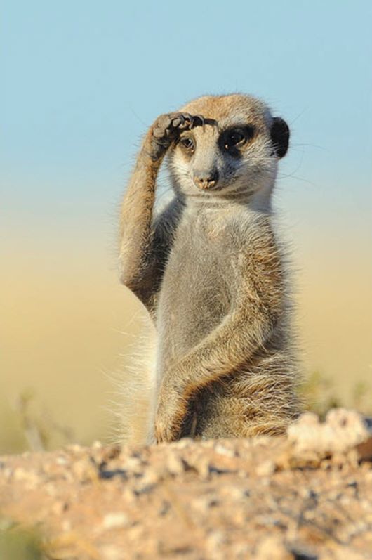 Amazing Colors Of Kalahari