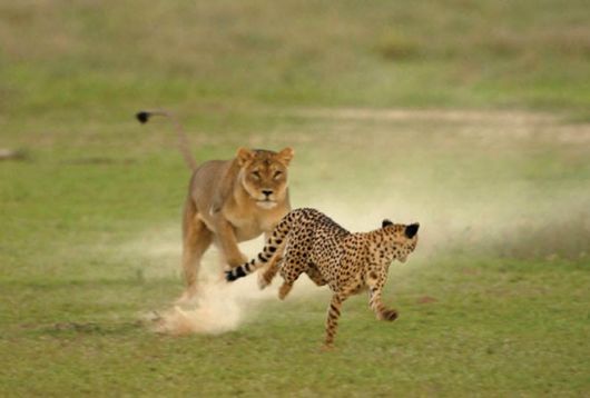 Amazing Colors Of Kalahari