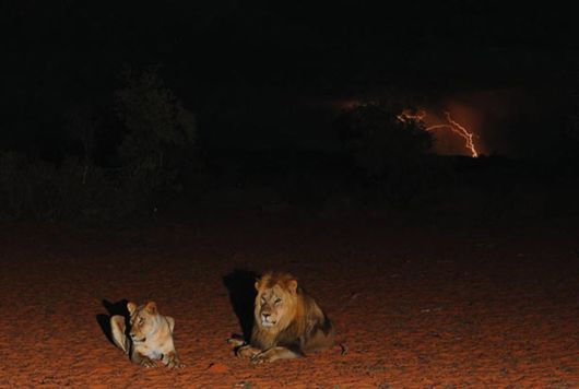 Amazing Colors Of Kalahari