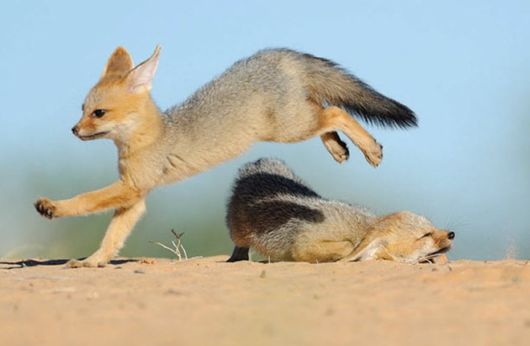 Amazing Colors Of Kalahari