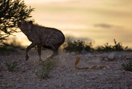 Amazing Colors Of Kalahari