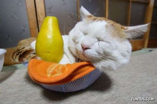 Laziest Cat in the World