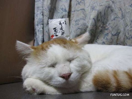 Laziest Cat in the World