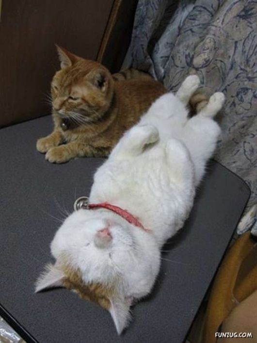 Laziest Cat in the World