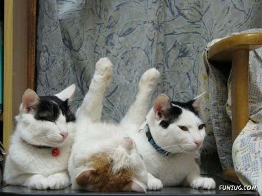 Laziest Cat in the World