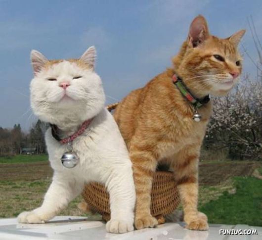 Laziest Cat in the World