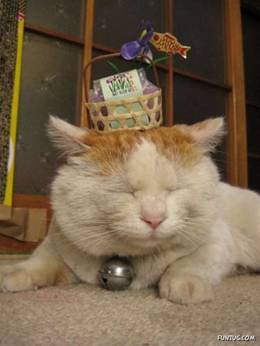 Laziest Cat in the World