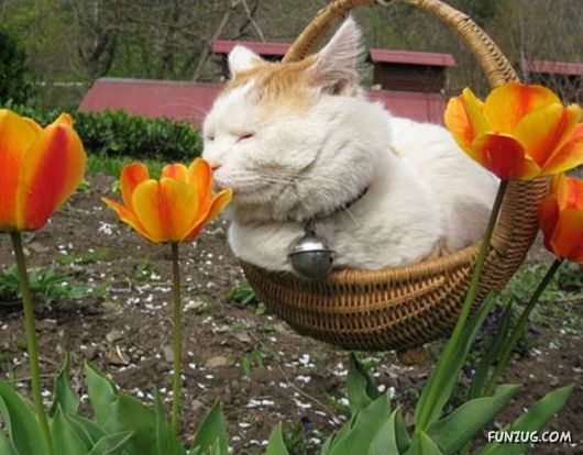 Laziest Cat in the World