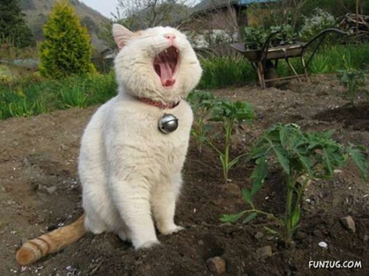 Laziest Cat in the World