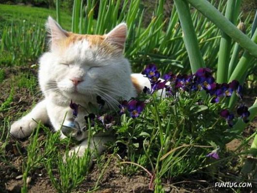 Laziest Cat in the World